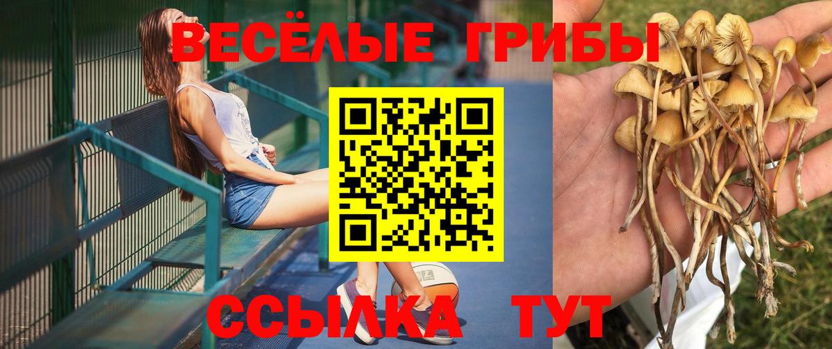 Псилоцибиновые грибы MAGIC MUSHROOMS  где купить наркоту  Советск  Вход с VPN  Галлюциногенные грибы Psilocybine cubensis 